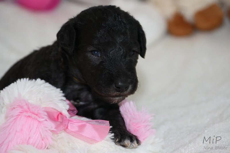 2011-05-15 Puppies Candy & Svet (30).jpg